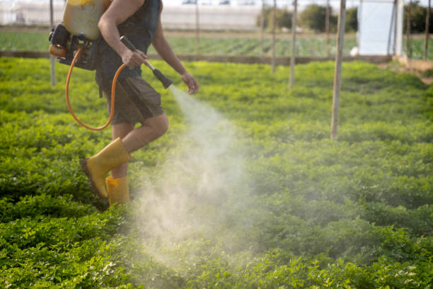 Insect Control in American Canyon, CA