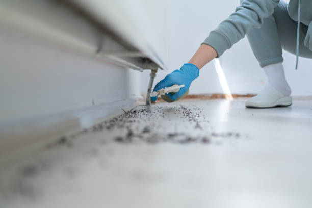 Best Insect Control  in Amerin Nyon, CA